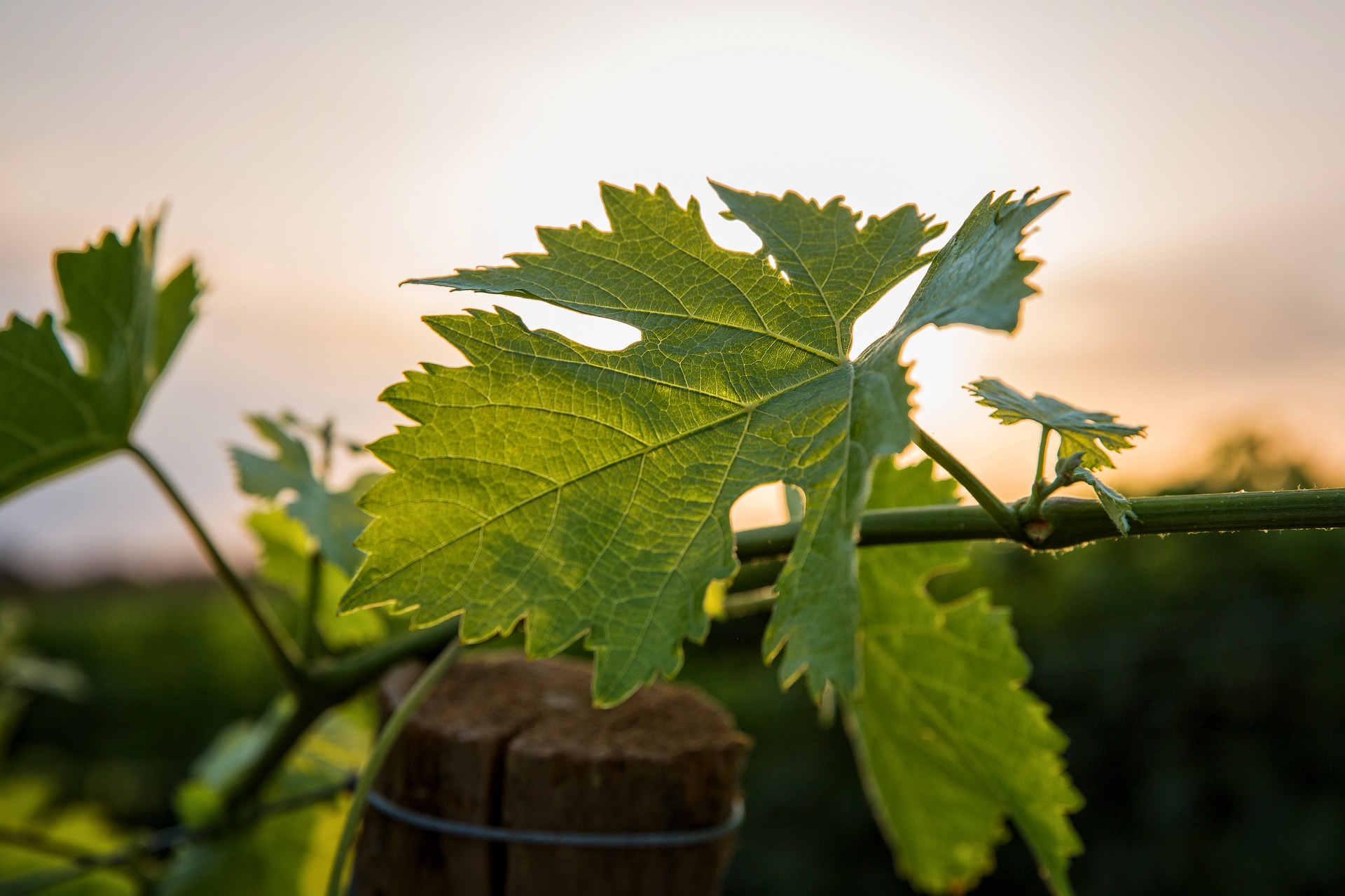 cave-a-vin-pertuis-le-flacon-ivre-10